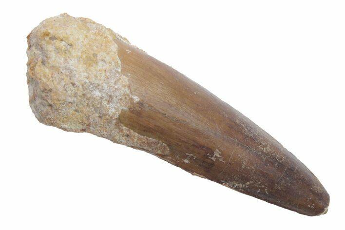 Fossil Spinosaurus Tooth - Real Dinosaur Tooth #222581